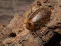 Archimandrita tessellata – karaczany ozdobne 5 szt.