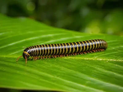 Anadenobolus monilicornis – krocionóg pszczółka, wij