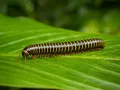 Anadenobolus monilicornis – krocionóg pszczółka, wij