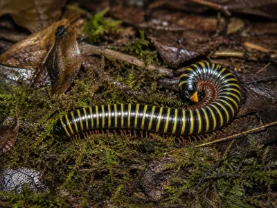 Anadenobolus monilicornis – krocionóg pszczółka, wij
