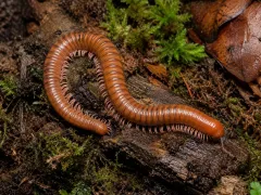 Spirostreptus sp. Tanzania – krocionóg, wij z Tanzanii 2