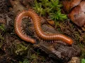 Spirostreptus sp. Tanzania – krocionóg, wij z Tanzanii
