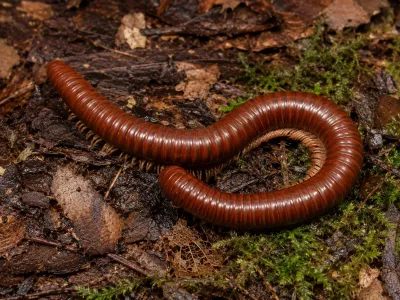 Spirostreptus sp. Tanzania – krocionóg, wij z Tanzanii
