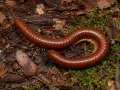 Spirostreptus sp. Tanzania – krocionóg, wij z Tanzanii
