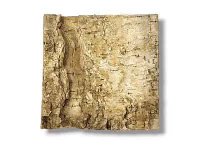 Tło do terrarium/pojemnika z naturalnej BRZOZY Birch Wall 10x10 4,99 zł
