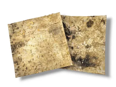 Tło do terrarium/pojemnika z naturalnej BRZOZY Birch Wall 20x20 8,99 zł