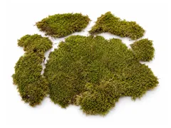 Mech naturalny do terrarium Flat Moss PŁATY 50g – dekoracja do terrarium, naturalny wystrój 2
