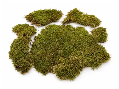 Mech naturalny do terrarium Flat Moss PŁATY 50g – dekoracja do terrarium, naturalny wystrój