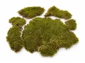Mech naturalny do terrarium Flat Moss PŁATY 50g – dekoracja do terrarium, naturalny wystrój