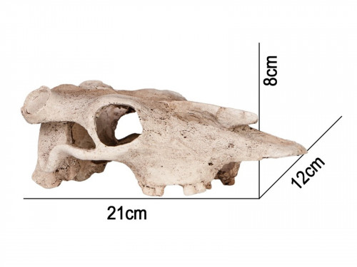 Czaszka bizona do terrarium 21x12x8 cm Buffalo Skull - Terrario 49,99 zł