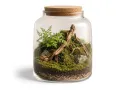 Mech naturalny do terrarium Flat Moss PŁATY 50g – dekoracja do terrarium, naturalny wystrój