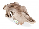 Czaszka bizona do terrarium 21x12x8 cm Buffalo Skull - Terrario 49,99 zł