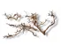 Małe gałązki HardTree, drzewka 5-25cm zestaw 4-6szt 16,00 zł