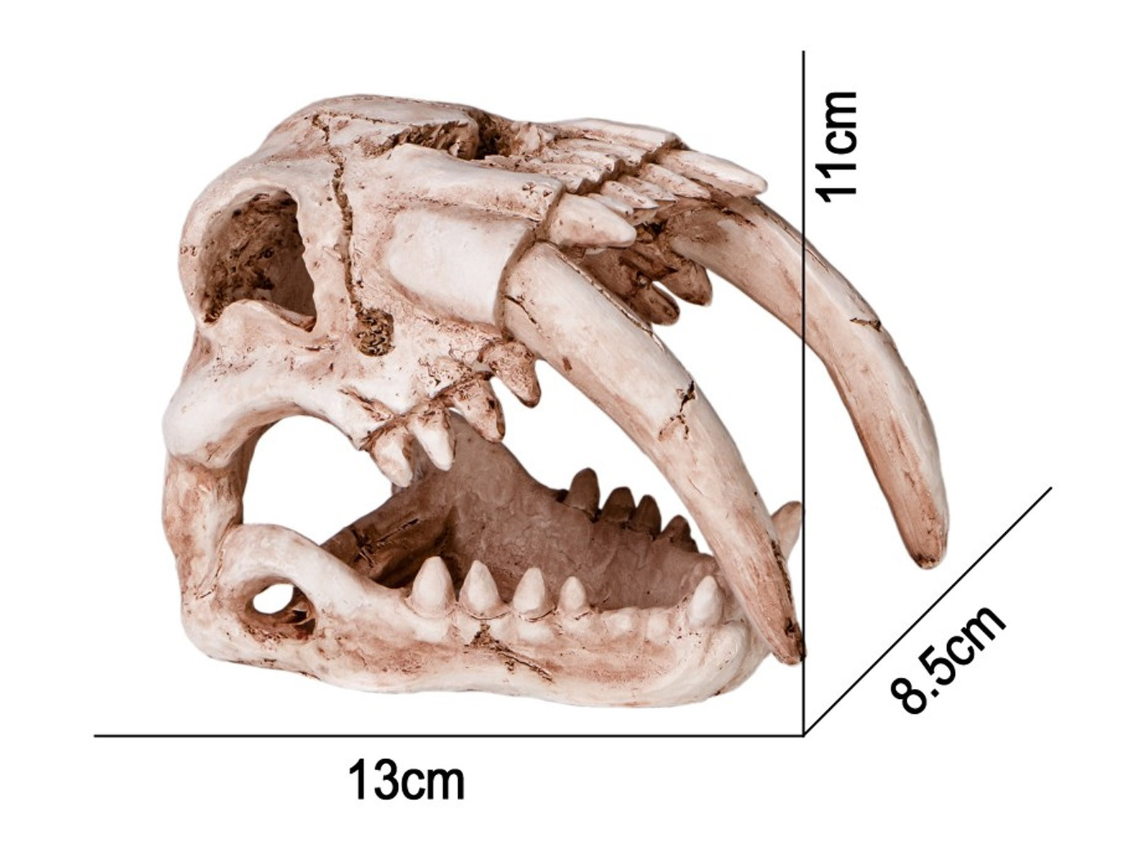 Czaszka tygrysa do terrarium 13x8,5x11 cm Sabertooth Skull Terrario 49,99 zł