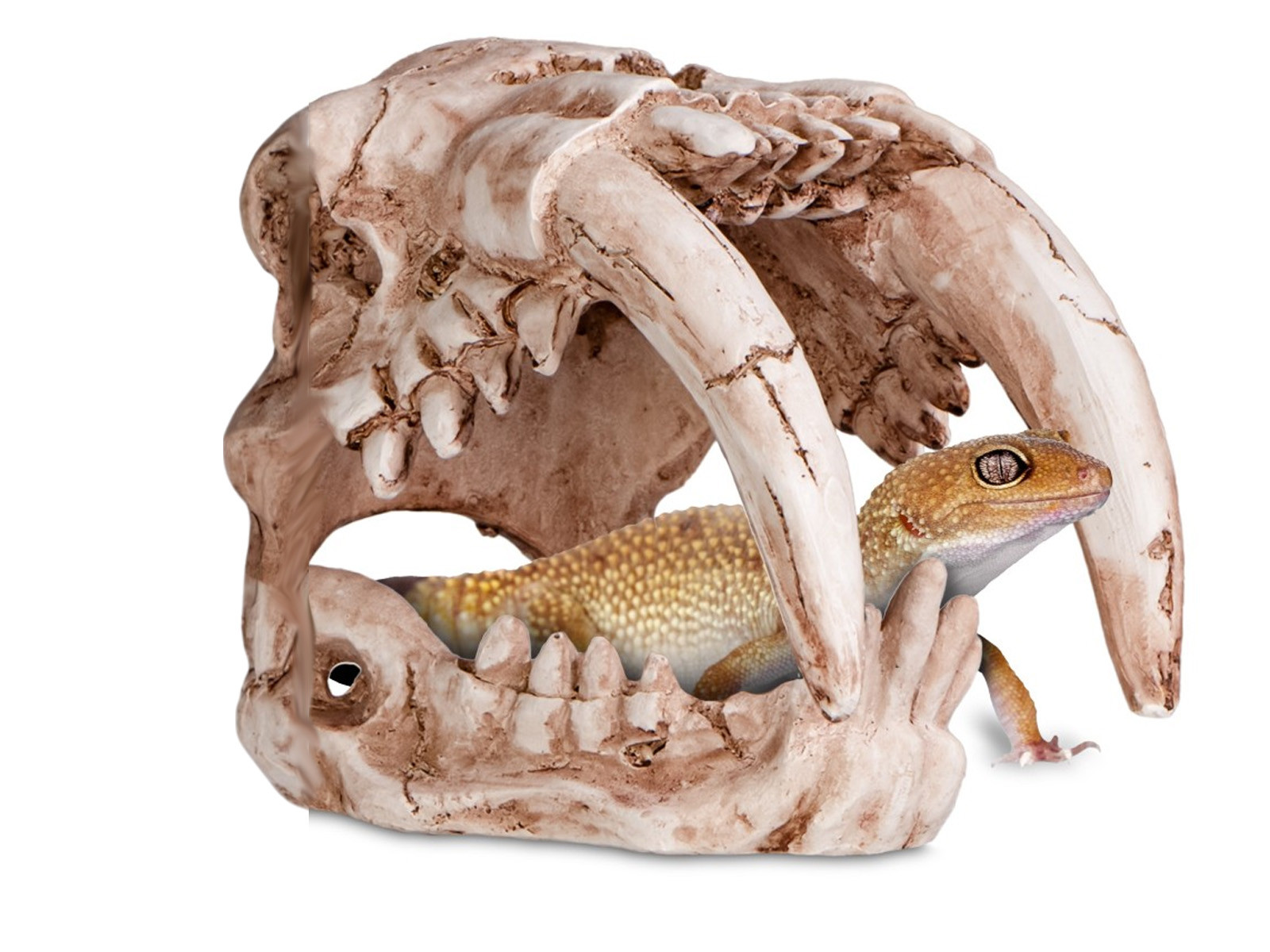 Czaszka tygrysa do terrarium 13x8,5x11 cm Sabertooth Skull Terrario 49,99 zł