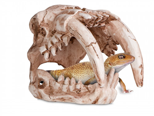 Czaszka tygrysa do terrarium 13x8,5x11 cm Sabertooth Skull Terrario 49,99 zł