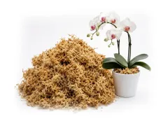 Mech torfowiec Sphagnum Spagmoss gotowy do użycia 1L – dekoracja do terrarium, naturalny
