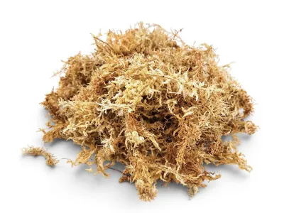 Mech torfowiec Sphagnum Spagmoss gotowy do użycia 1L – dekoracja do terrarium, naturalny