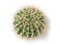Sztuczna roślina do terrarium kaktus 15cm Barrel Cactus L