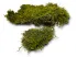 Mech naturalny do terrarium Flat Moss PŁATY 50g 17,00 zł