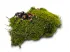 Mech naturalny do terrarium Flat Moss PŁATY 50g 17,00 zł