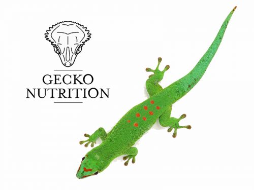 Gecko Nutrition - Wysoka zawartość owadów 39,90 zł