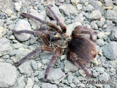 Phormictopus auratus L1 (1,5cm) 45,00 zł