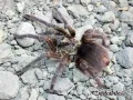 Phormictopus auratus L1 (1,5cm) 45,00 zł