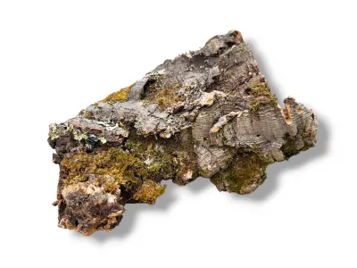 Płaty - kora dębu korkowego Cork Bark Flats 350g 21,49 zł