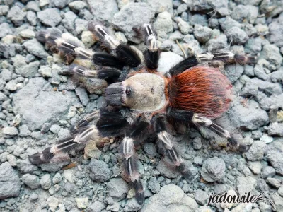 Nhandu chromatus 1DC (2cm) 25,00 zł