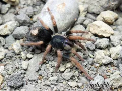 Kochiana brunnipes L1/2 (0,5cm) 10,00 zł