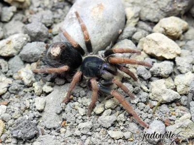 Kochiana brunnipes L1/2 (0,5cm) 10,00 zł