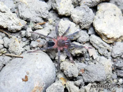 Sericopelma sp. Boquete L5 (4cm) 140,00 zł