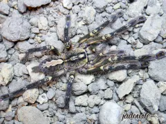 Poecilotheria ornata L2 (2,5cm) 25,00 zł