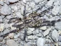 Poecilotheria ornata L2 (2,5cm) 25,00 zł