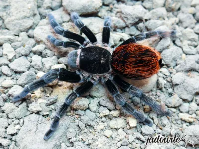 Tliltocatl vagans 1,5DC (3cm) 30,00 zł