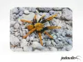 Magnes Encyocratella olivacea 7x5cm 5,00 zł