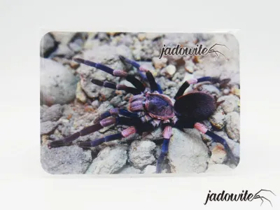 Magnes Haplocosmia himalayana 7x5cm 5,00 zł
