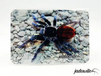 Magnes Tliltocatl vagans 7x5cm 5,00 zł