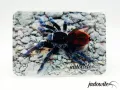 Magnes Tliltocatl vagans 7x5cm 5,00 zł
