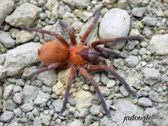 Citharacanthus cyaneus 1,5DC (3cm) 180,00 zł