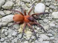Citharacanthus cyaneus 1,5DC (3cm) 180,00 zł