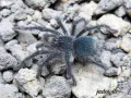 Theraphosa blondi L2/3 (3,5cm) 350,00 zł