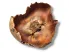 Kwiat palmy Palm Cup 8-10cm - susz egzotyczny 3,00 zł