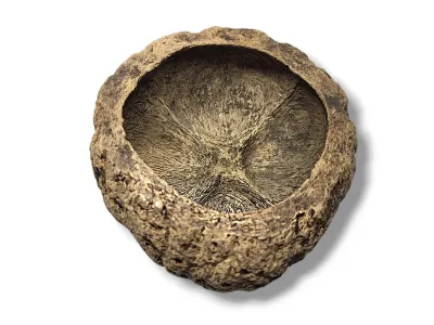 Skorupa Ourico - gniazdo, kryjówka 8-10cm 9,00 zł