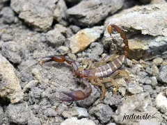 Euscorpius sp. DOROSŁY (2cm) 50,00 zł