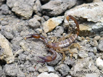 Euscorpius sp. DOROSŁY (2cm) 50,00 zł