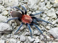 Holothele longipes L1/2 (1cm) 18,00 zł