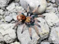 Chromatopelma cyaneopubescens 1-1,5DC (2,5cm) 75,00 zł