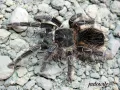 Lasiodora parahybana L2/3 (1cm) 10,00 zł